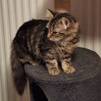 AMANDE, chatte à adopter