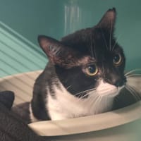 OREO, chatte à adopter