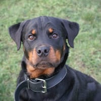 Adès, chien à adopter