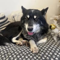 PTIT LOU, chien à adopter