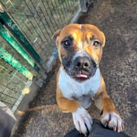 Betty Boop, chienne à adopter