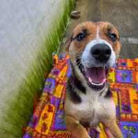 Dora l'exploratrice, chienne à adopter