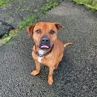 Bugs Bunny, chien à adopter