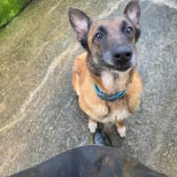 Lola Bunny, chienne à adopter