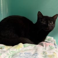 MARLEY, chat à adopter