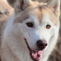 ARYA OAA19903, chienne à adopter