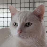 Franck, chat à adopter
