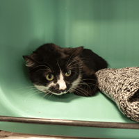 PLUME C, chatte à adopter