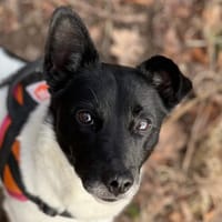 LEWIS OAA19904, chien à adopter