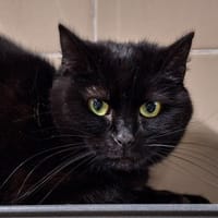 WAKA, chatte à adopter