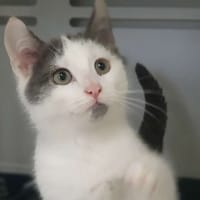 Glynn, chat à adopter