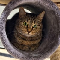 PRINCESSE, chatte à adopter