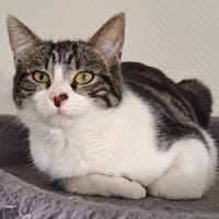 chatpitaine croquette, chatte à adopter