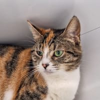 VALOTA, chatte à adopter
