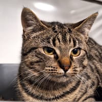 ADDY, chatte à adopter