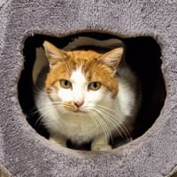 MARCEL, chat à adopter