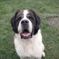 Major, chien à adopter