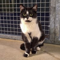 TOPIO, chat à adopter