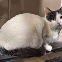 Hei hei, chat à adopter