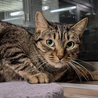 Simea, chatte à adopter