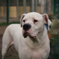 Ramsès, chien à adopter