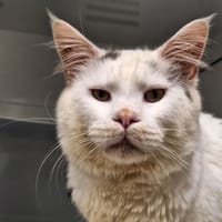 BOO, chat à adopter