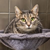 ARIEL, chatte à adopter