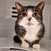 BLANCHE, chatte à adopter