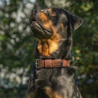 SALVADOR, chien à adopter