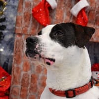 POPEYE, chien à adopter