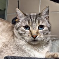 Moana, chat à adopter