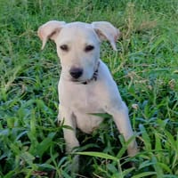 Mr SUNKA, chien à adopter