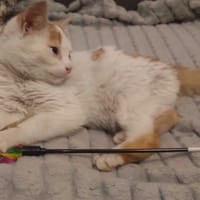 Mruczuś, kot do adopcji