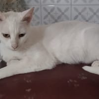 NIEVES, chatte à adopter