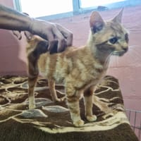 BOB, chat à adopter