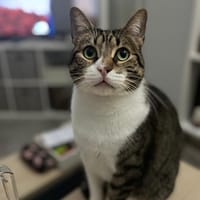 SIMBA, chat à adopter