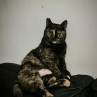 NINA, chatte à adopter