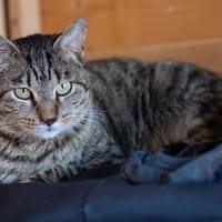 TOMAS, chat à adopter