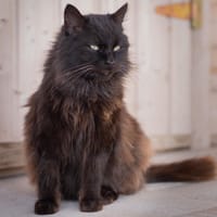 OREO, chat à adopter