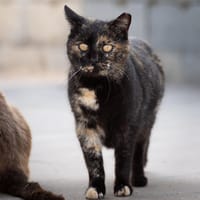 SUNI, chatte à adopter