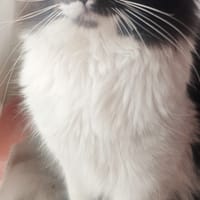 EROS, chat à adopter