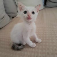 Lily Rose, la douce minette, chatte à adopter