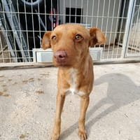 FLORA (union animal), chienne à adopter