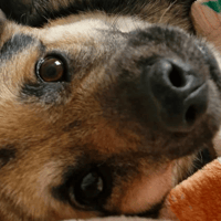 Frances, female dog to adopt