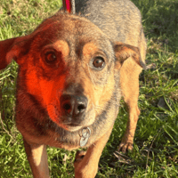 Frannie, dog to adopt