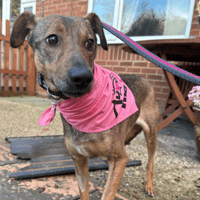 Flora, female dog to adopt