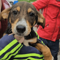 Harvey, dog to adopt