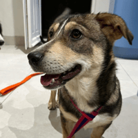 Tallulah, female dog to adopt