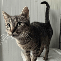Flo, female cat to adopt