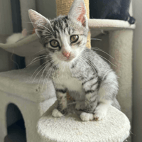 River, female cat to adopt